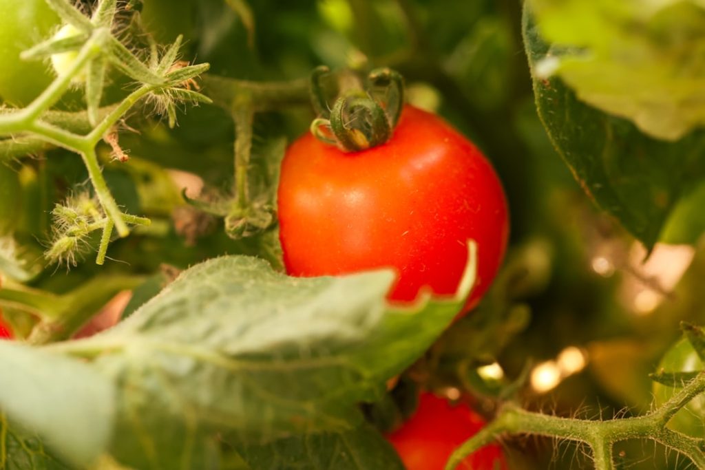 トマト収穫ロボット、AI技術で効率化