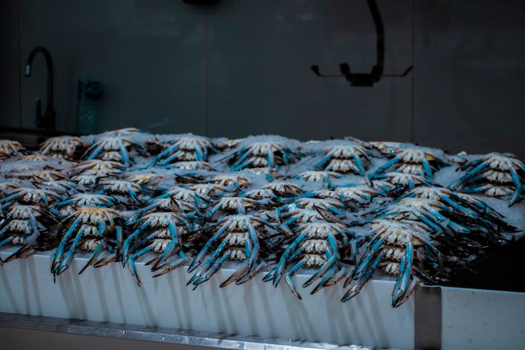 農産物梱包ロボット、AI自動化で効率化