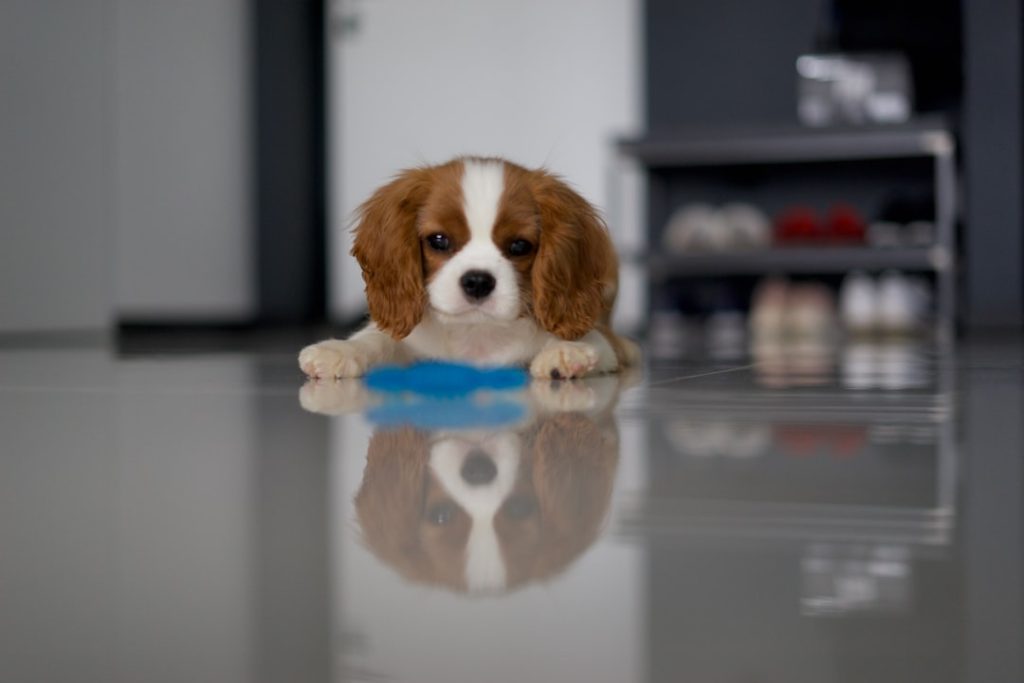 会話ロボット盲導犬が登場、飼い主との対話機能を搭載