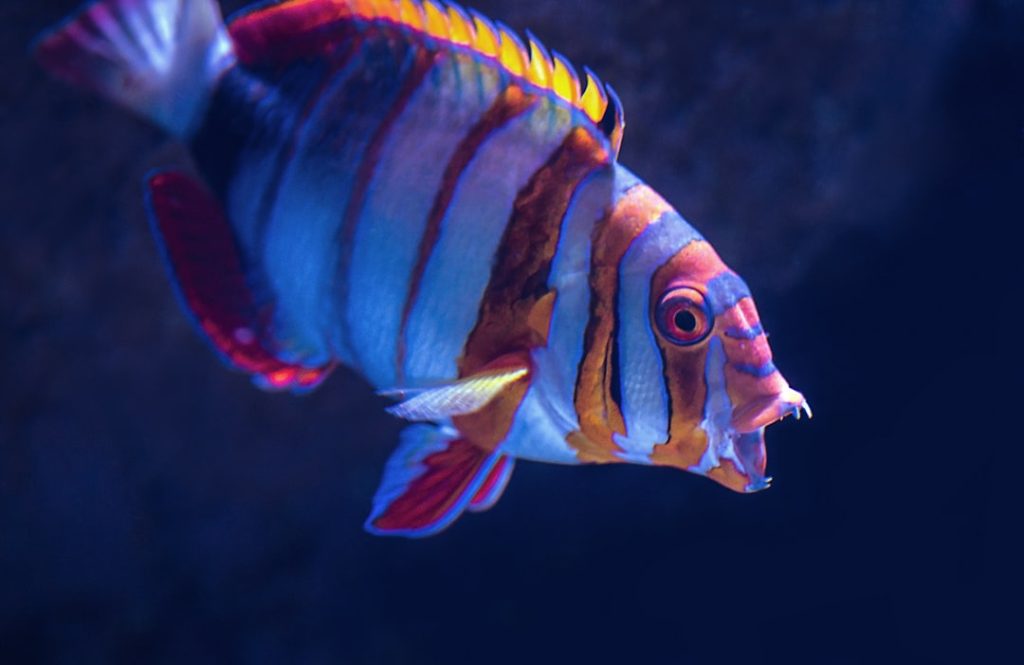 ゼブラフィッシュのシミュレーションとロボット魚、脳回路形成の謎を解明